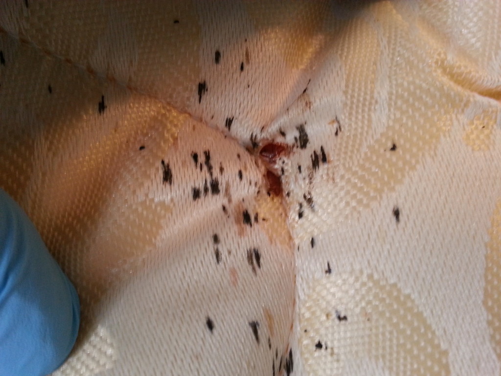 BedBug Activity on a Mattress - Capitol Pest