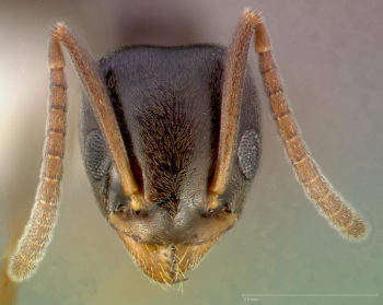 Sugar ant invasion? Call Capitol Pest, Idaho